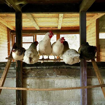 Agriturismo La Vecchia Chioderia Grandola ed Uniti Luaran gambar