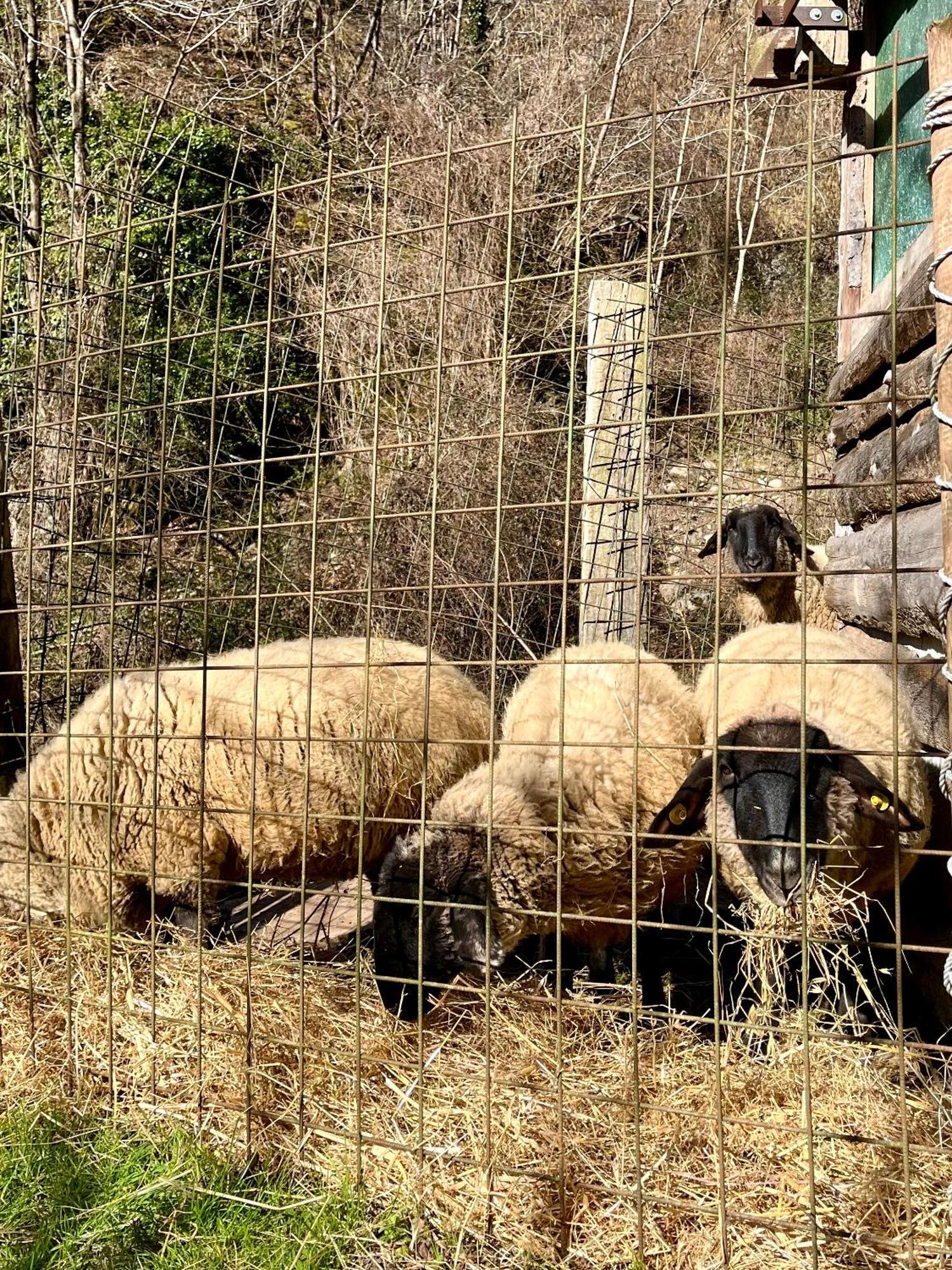 Agriturismo La Vecchia Chioderia Grandola ed Uniti Luaran gambar