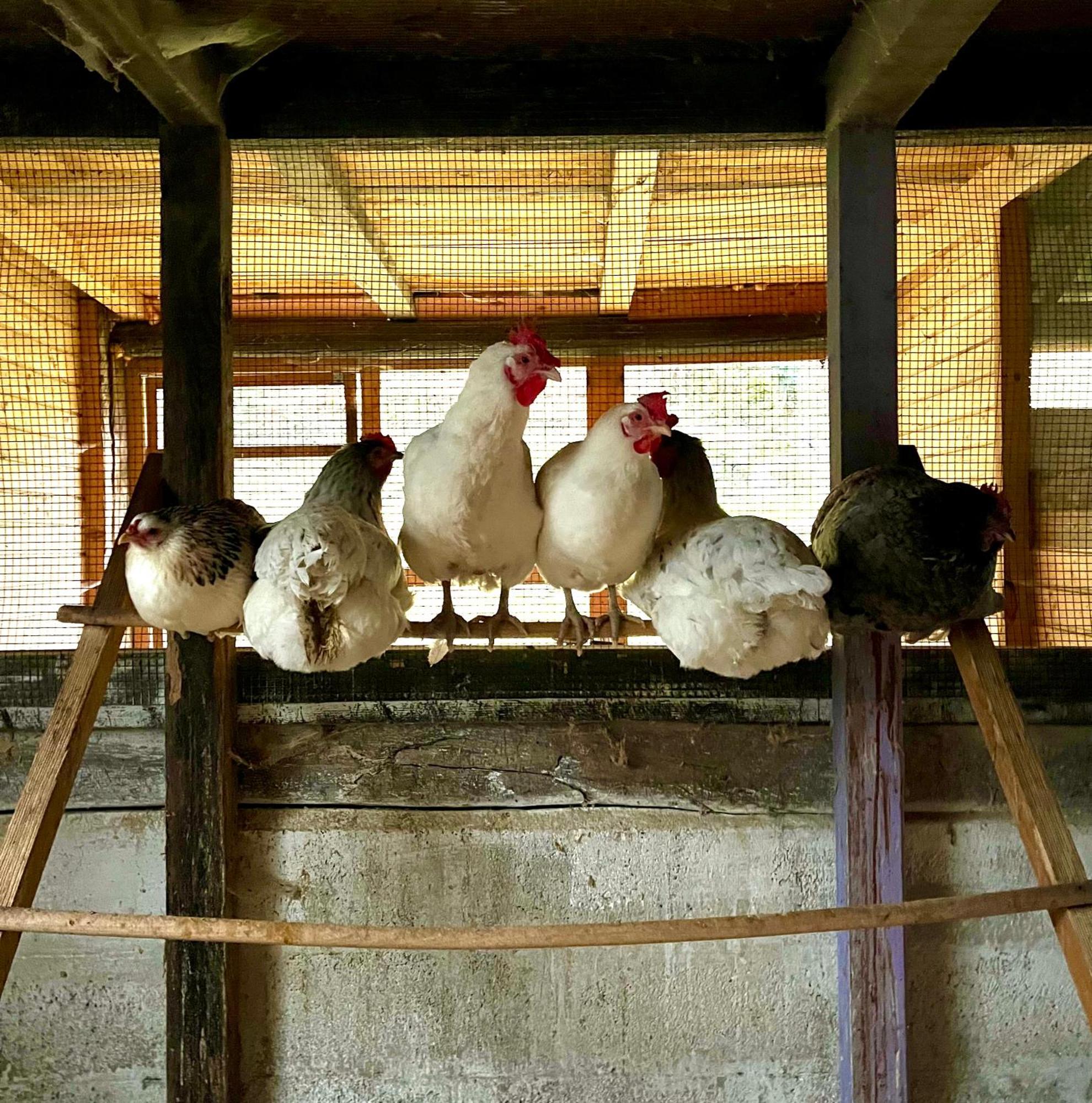 Agriturismo La Vecchia Chioderia Grandola ed Uniti Luaran gambar